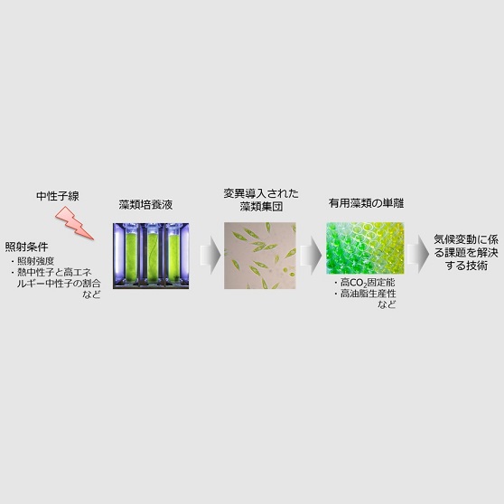 NTT,ユーグレナ実証事業_ogp
