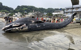 横浜市など海洋プラ