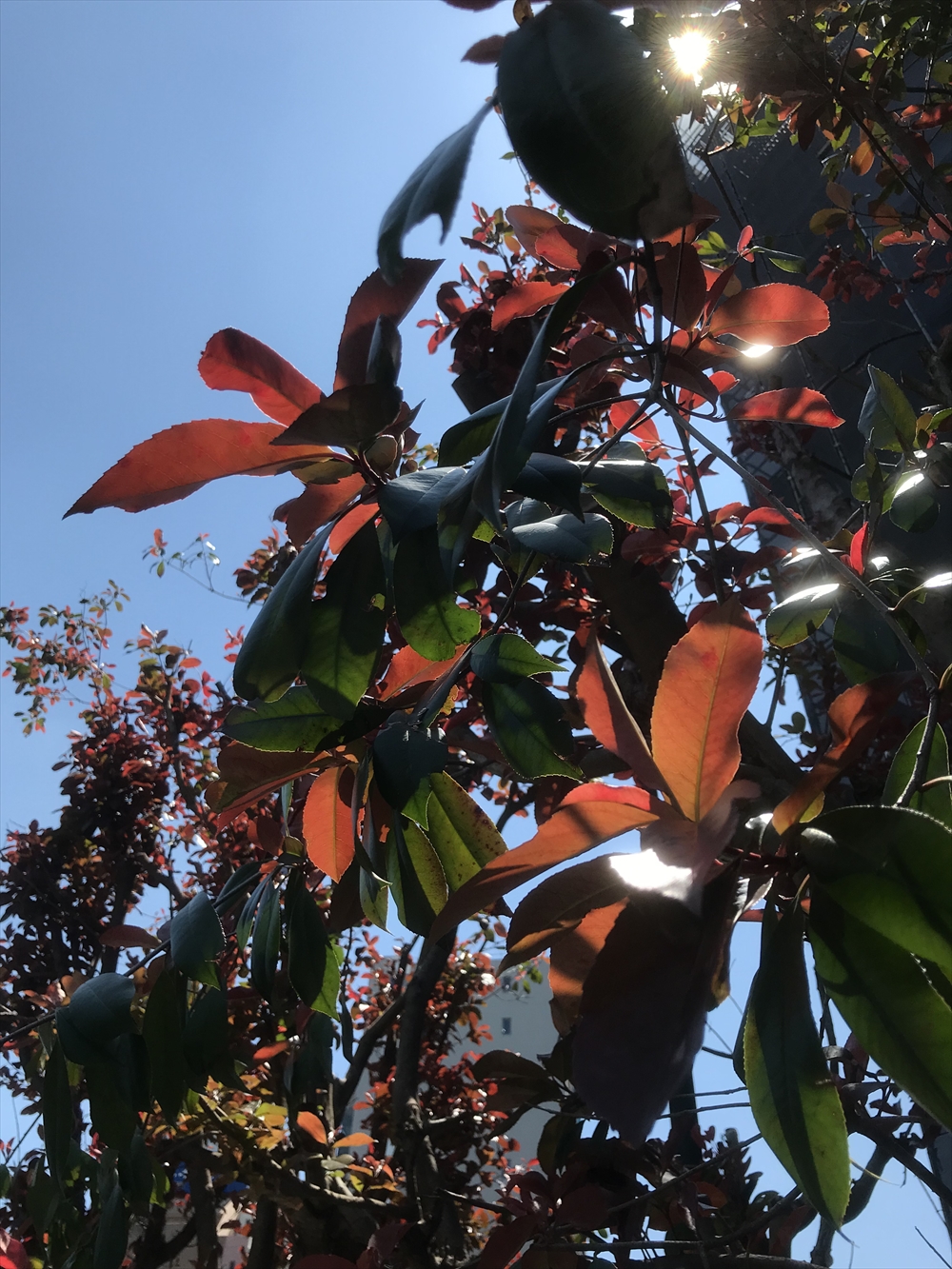 葉を守る色素で赤く見えるカナメモチの若葉。植物によって若葉の色がこのように赤く見える（東大駒場キャンパスにて）