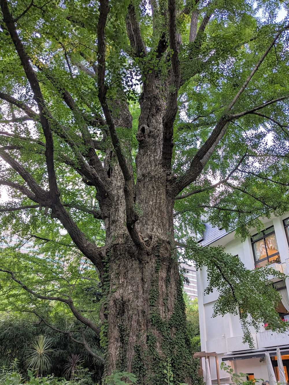 有名な「首掛けイチョウ」。背後は松本楼。本田静六博士のように身命を賭して樹木を守る関係者はいないのだろうか？