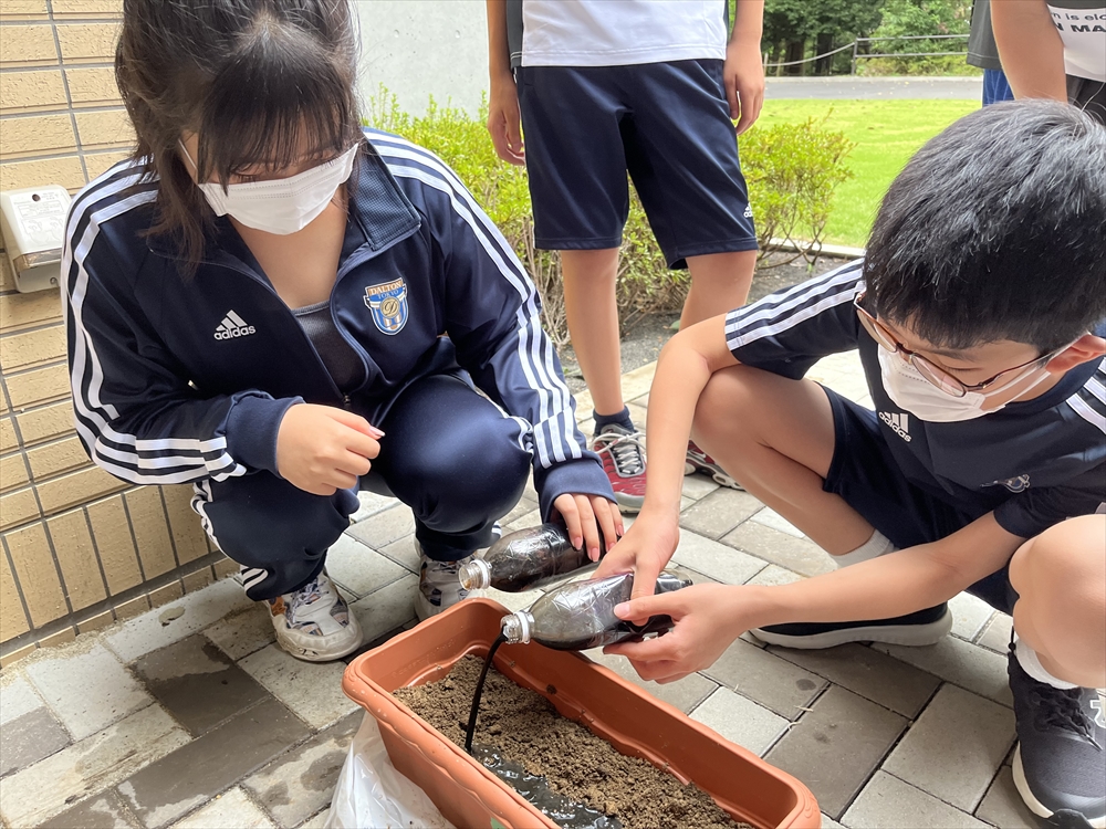 小松菜の種と液肥を巻く。液肥の臭気が気になるようだった