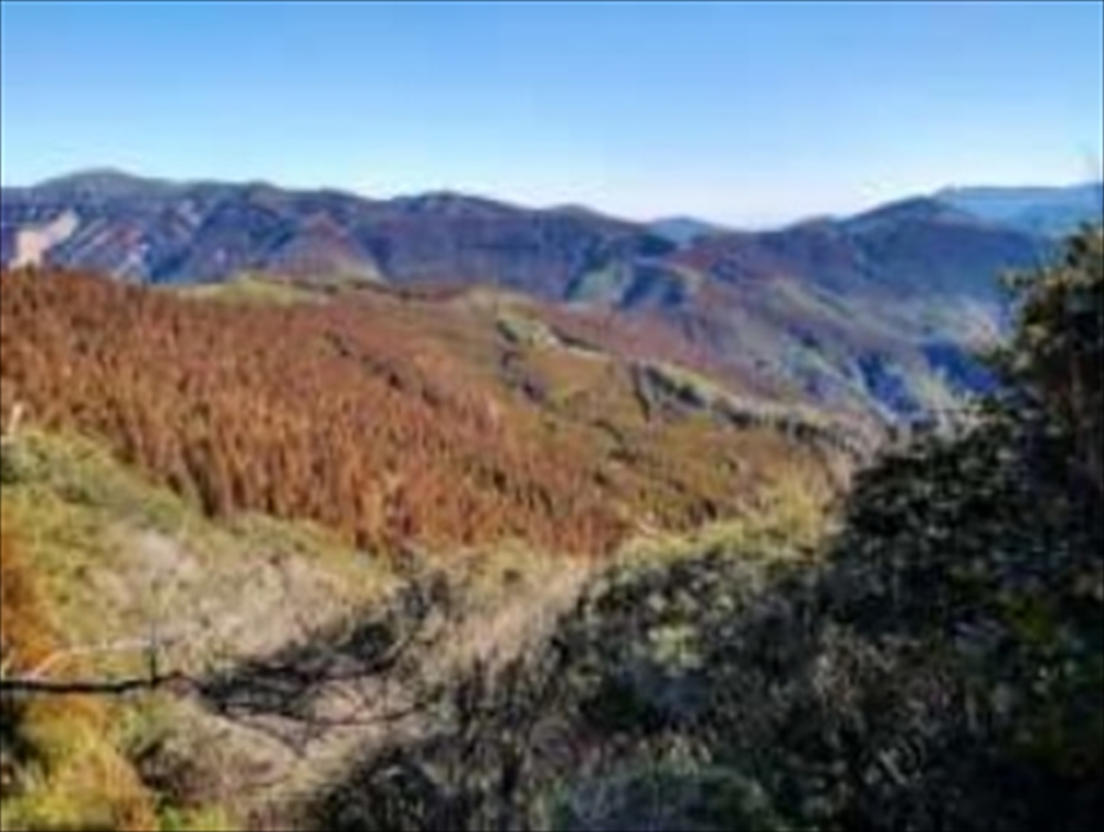 大栄環境宮崎三股山林の全景