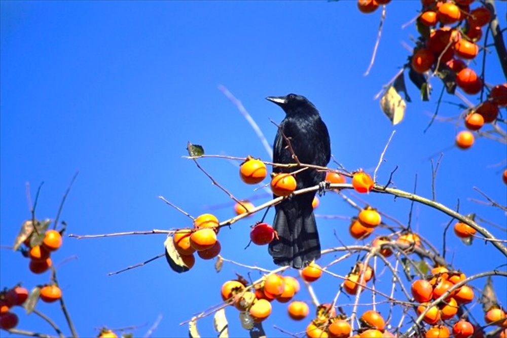 日本の秋の実り、柿の実。野鳥もまた柿の実を好むだろう