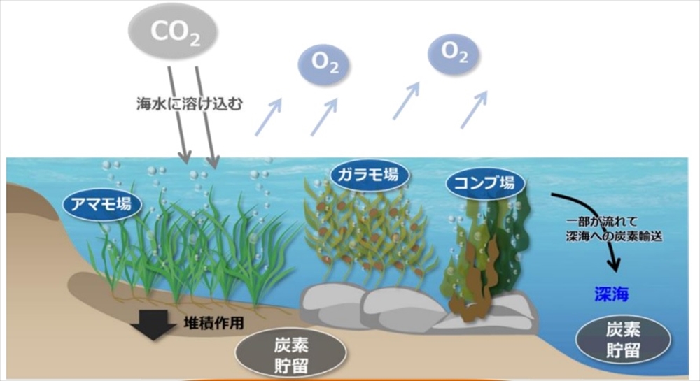 ブルーカーボン100万トン 人間関与で大量創出目指す ENEOSなど5者_