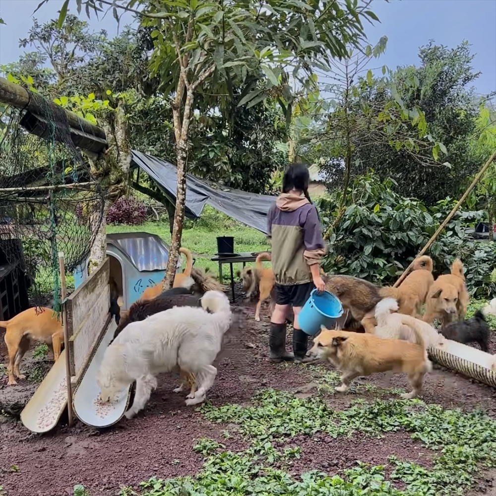 約50匹もの犬たちが暮らし、餌やりと清掃だけでも毎日大忙し