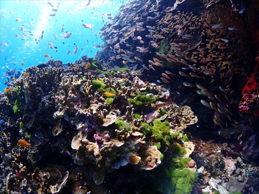 珊瑚と海洋生物を育む豊かなシミランの海