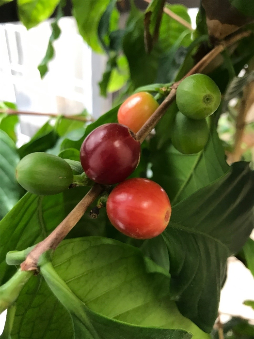 大学キャンパスで育てた鉢植えの木になったコーヒー。実花が咲いたのち根元が膨らんでコーヒーチェリーとなる。いわゆる豆はこの中の芯のような状態で入っている。東京では多くの実が鈴なりとなることは難しそうだ。