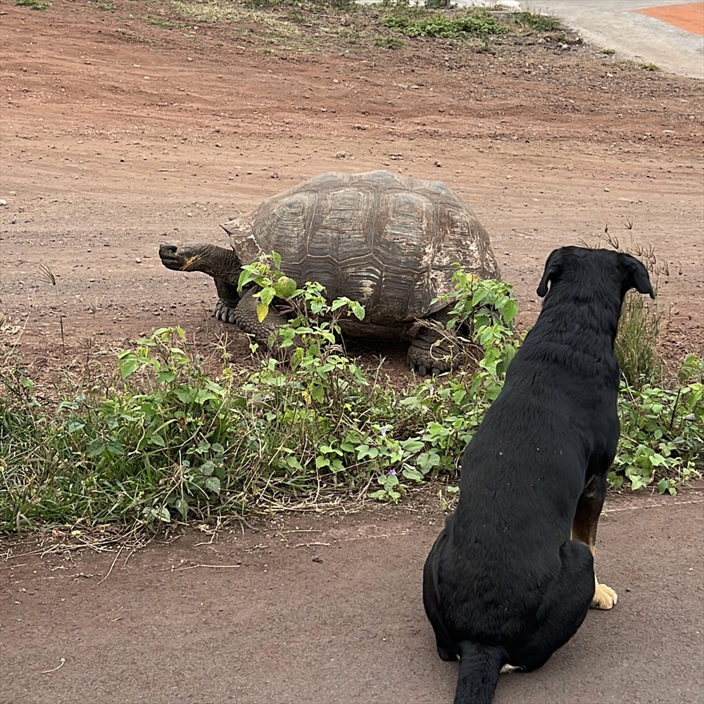 道端の茂みから現れたゾウガメ。その様子を犬が見守る