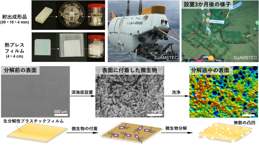 _　生分解プラ　深海でも分解　東京大学など６者が解明　