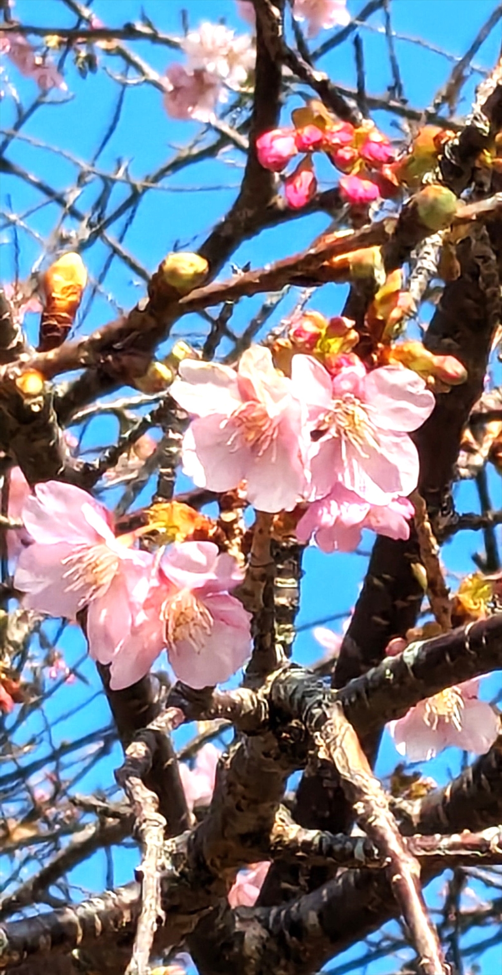 河津桜の花