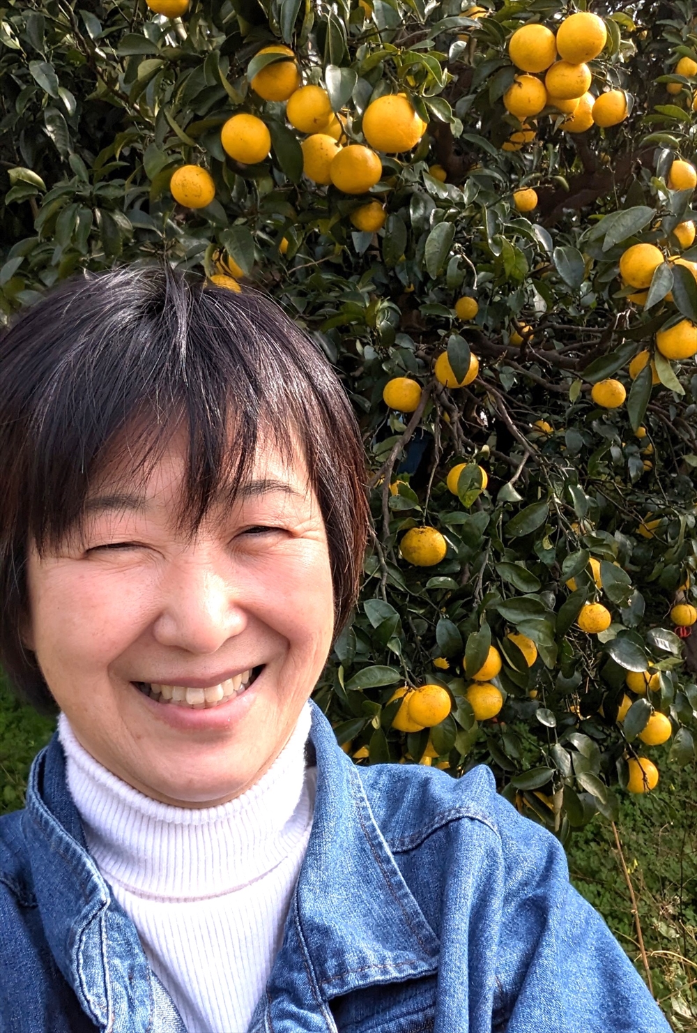 街路樹ものがたり（60）　伊豆半島：天城山・河津桜・蜜柑の恵み　_一般社団法人街路樹を守る会代表（共立女子大学他非常勤講師）　愛みち子　河津の伊代柑畑にて
