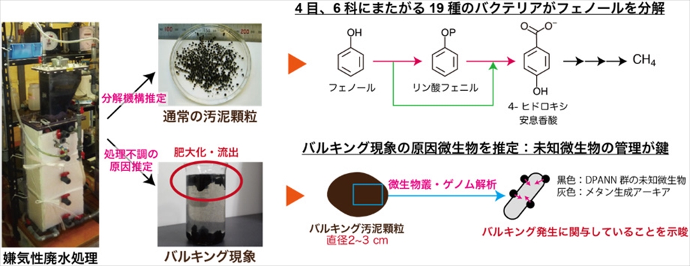 フェノール廃水処理　分解微生物を特定　産総研ら_