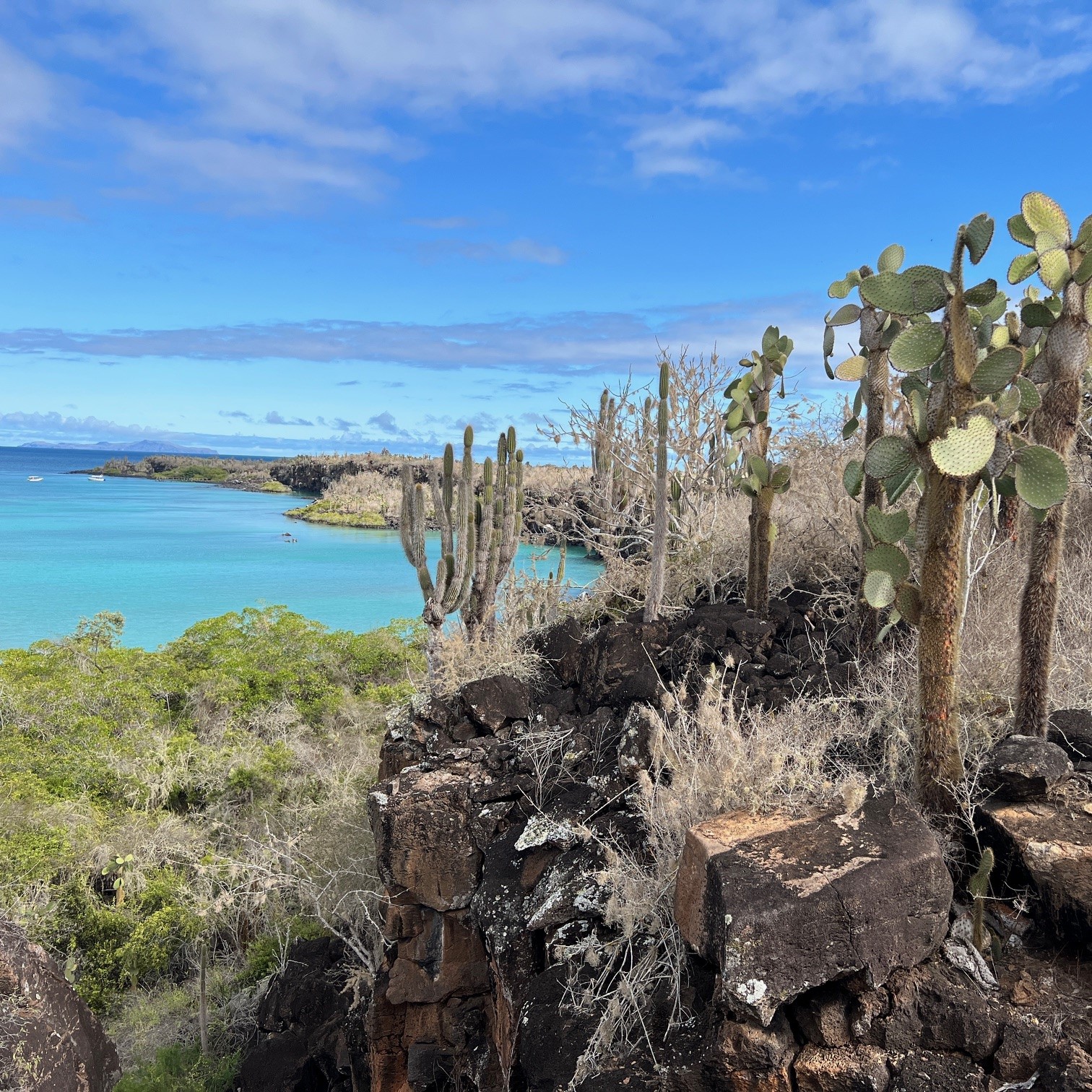 ガラパゴス諸島サンタクルス島の海辺の風景。巨大な木のようなサボテンがたくさん