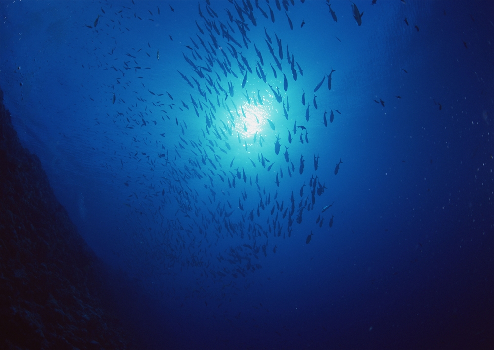 IMAGE_この写真は海中の風景を示しているようです。青い水の中に、多くの魚が泳いでいる様子が見受けられます。また、上方には光が差し込んでおり、幻想的な雰囲気を醸し出しています。全体的に美しい海洋のシーンと思われます。