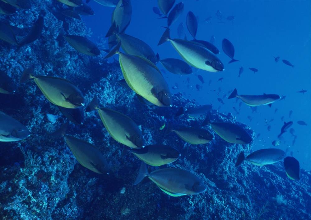 IMAGE_これは海中で泳ぐ魚の群れの写真です。青い水と海底の岩礁が背景に見えます。魚の種類については特定できませんが、一般的にサンゴ礁や熱帯の海に見られる光景です。