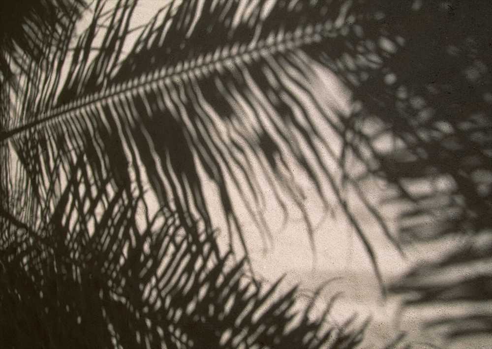 IMAGE_これは、植物の葉の影が写っている写真です。光が当たることで、葉の形が地面に映し出されています。全体的に影の模様が美しく、自然の一部が感じられるシーンです。