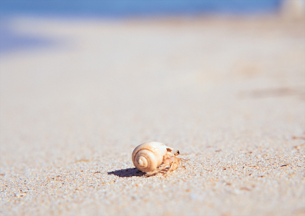 IMAGE_これは、砂浜にいるカニや貝のような生き物の写真です。特に、かにが貝殻を使っているように見えますね。背景には海が広がっているようです。