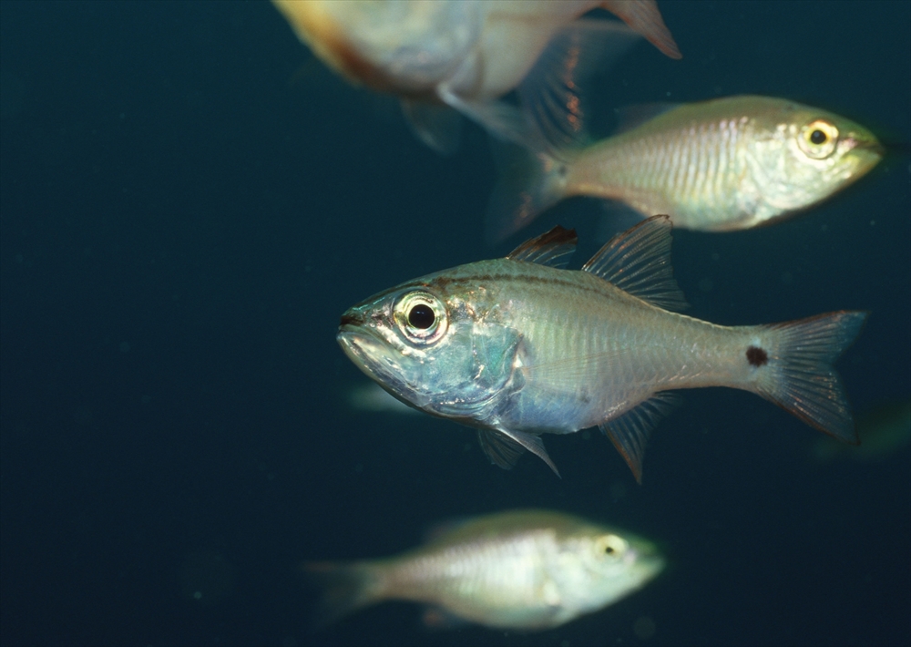 IMAGE_これは水中で撮影された魚の写真です。魚が数匹泳いでいる様子が映っています。背景は暗い青色で、魚の透明感や光沢が強調されています。具体的な種類の魚についてはコメントできません。