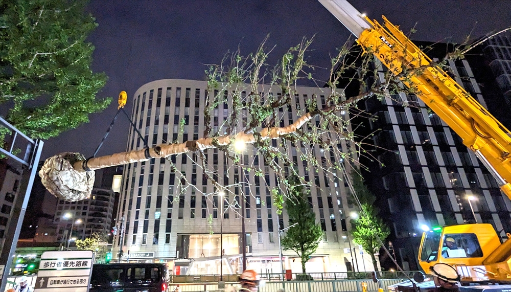 街路樹物語(63) 昭和通り:大イチョウの道路内移植 _大型クレーンで釣り上げたイチョウの高木。下にトレーラーを差し入れ、荷台に寝かせて運ぶ。