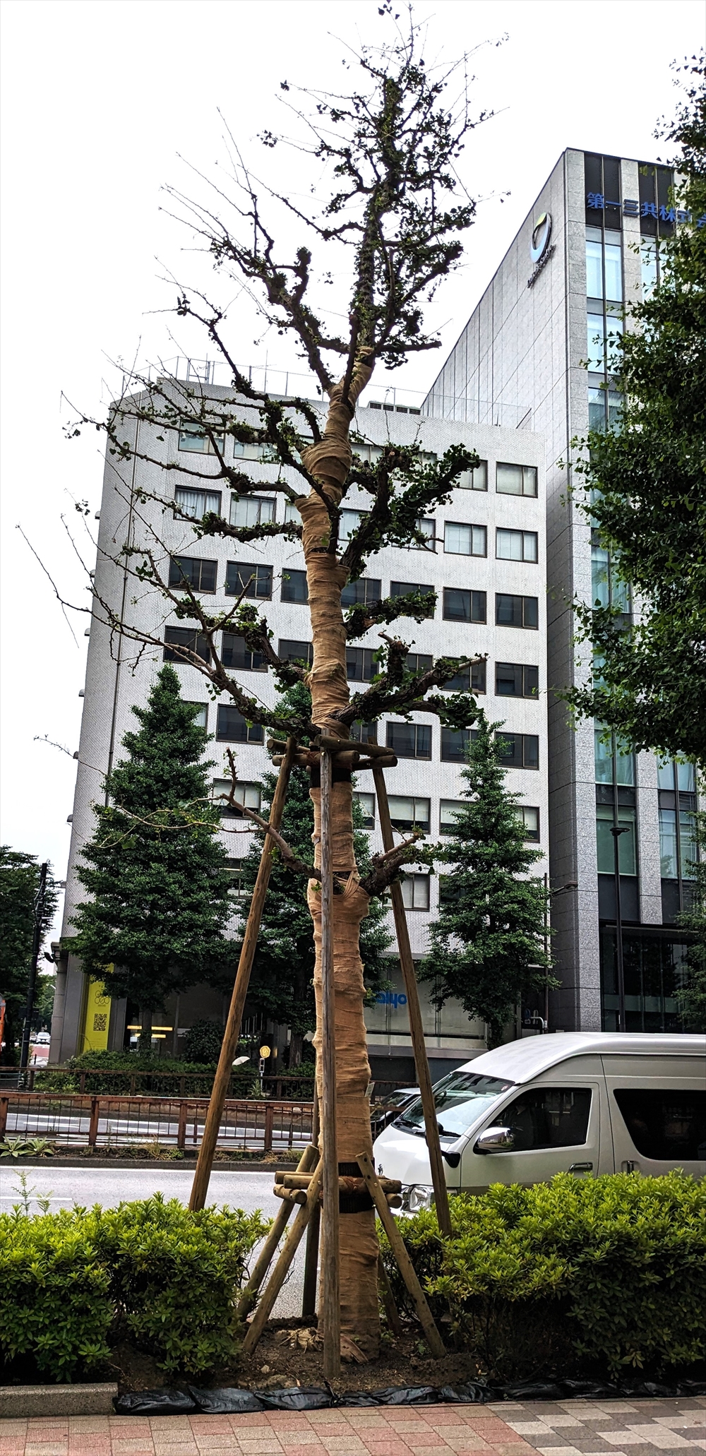 移植後のイチョウの高木。二台の高さ制限で片側の枝が詰められてしまったが、現在まで順調