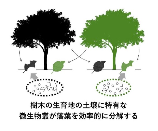_　落葉分解のメカニズム解明　特有の微生物が分解早める　東京大と千葉大　