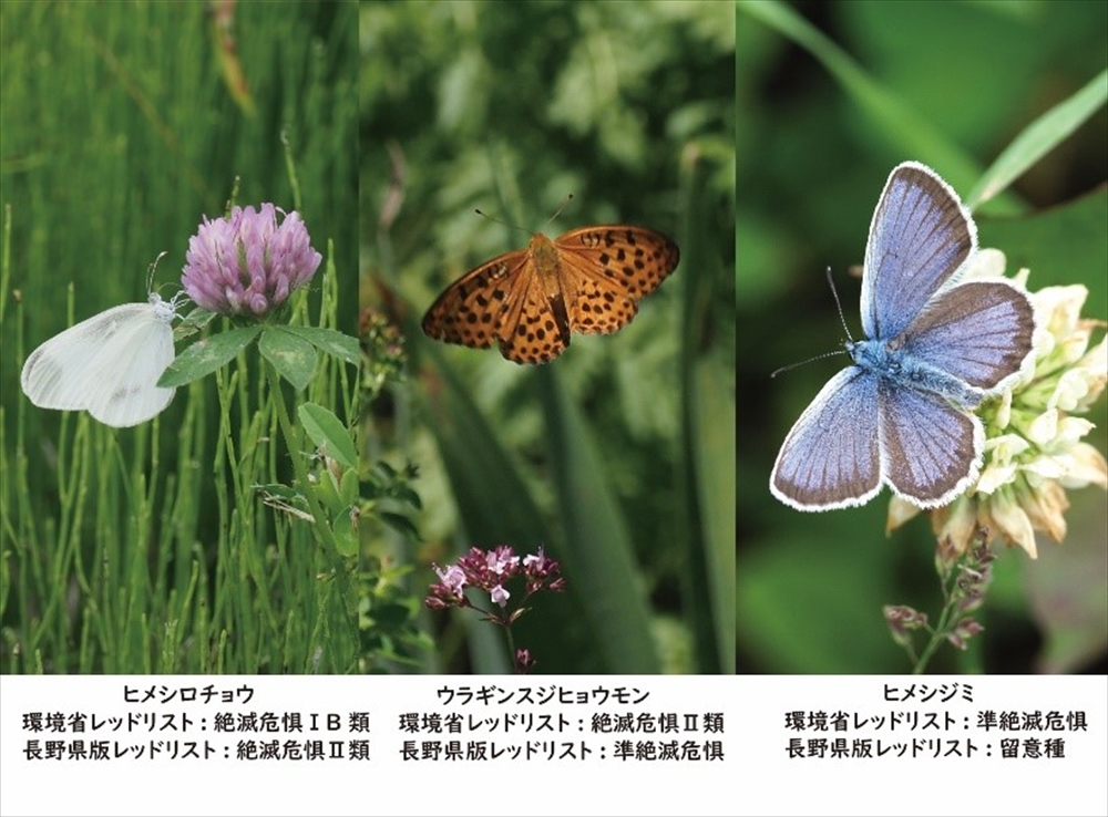 総合環境企業ミヤマ　Workcation Place花伝舎　自然体験の場を提供し、環境保全の意義を発信する拠点_花伝舎で観察できる絶滅危惧種の蝶