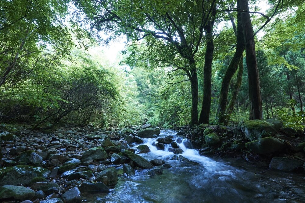絶滅危惧種等に掲載される植物種や南限種の生育が確認されている