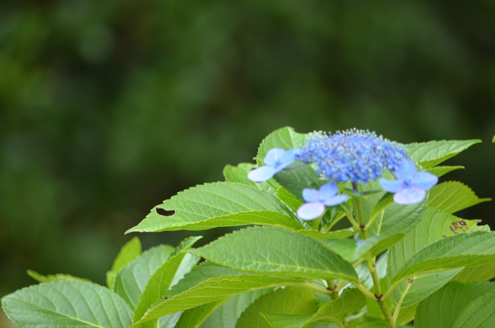 心理学×環境～臨床の現場より～（29）　他界に際し、想うこと　_紫陽花には花色が変化することから「無常」、小さな花が集まって咲いている様子から「家族団欒」の花言葉があるそうです