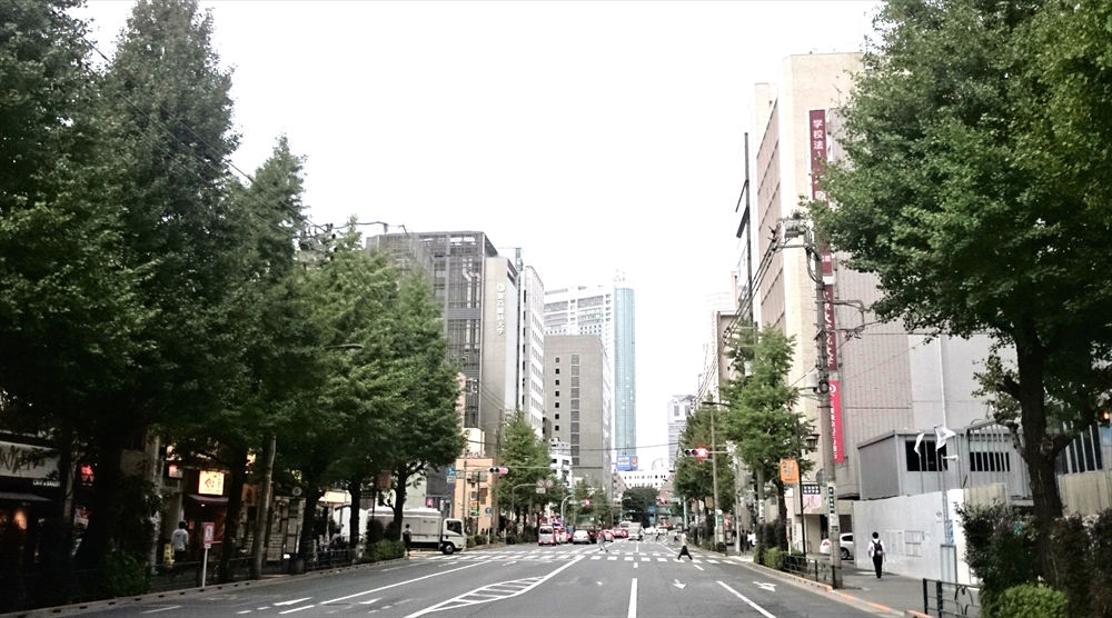 都道白山通りのイチョウの街路樹