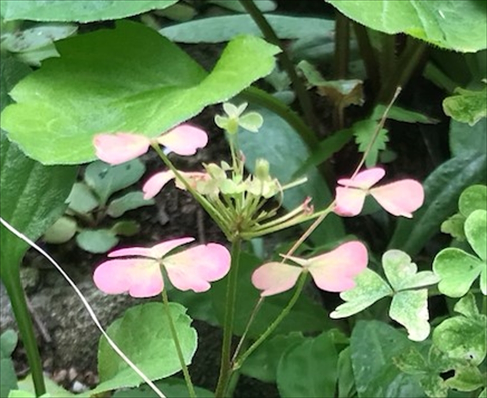 生物学×環境～大学の研究室より～２‐（20）　植物も夏バテになるのか　_ヒートアイランド現象による葉の色の変化。最近国内の共同研究によって都市の高温環境によってカタバミの葉が赤いものが出現する傾向があることが示されました（写真は東大駒場キャンパスにて）