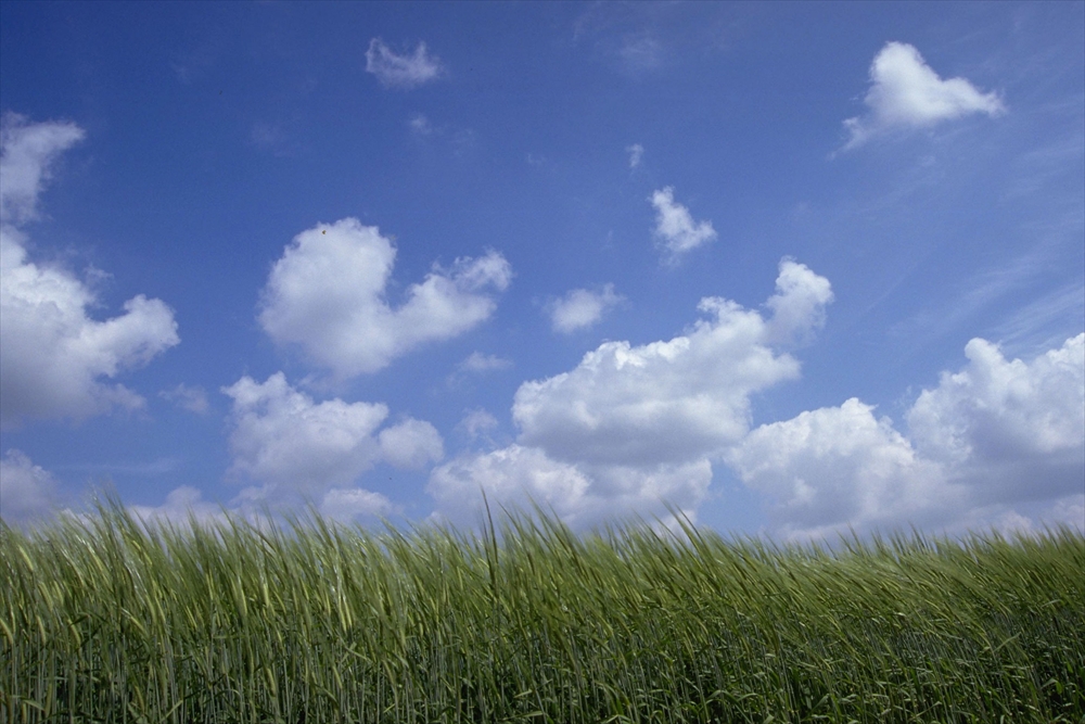 IMAGE_これは青空と雲、そして草原が写っている風景の写真です。穏やかな自然の風景を表現しています。