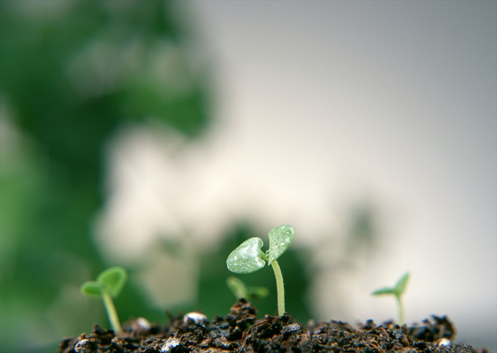IMAGE_これは小さな芽が土の上に生えている写真です。若い植物の成長の様子を捉えたもののようです。背景がぼやけているため、主体である芽が際立っています。
