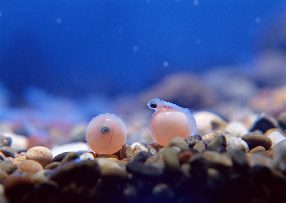 IMAGE_これは、海中にいる生物の写真で、特に赤ちゃんのイカやタコに見えるものです。水中の砂利の上にいる様子が捉えられています。どのような生物か正確には分かりませんが、一般的な水中の風景を示しているようです。