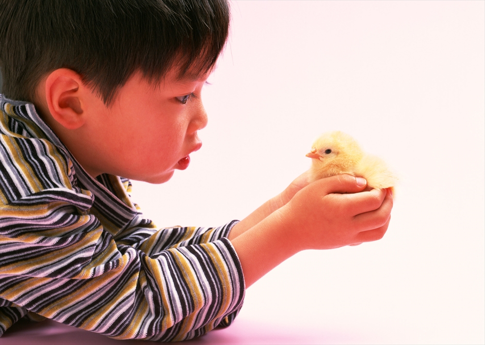 IMAGE_写真には、子供が手の中でひよこを優しく持っている様子が映っています。子供はひよこに興味を持っているようで、顔を近づけています。全体的に可愛らしい雰囲気の一枚です。