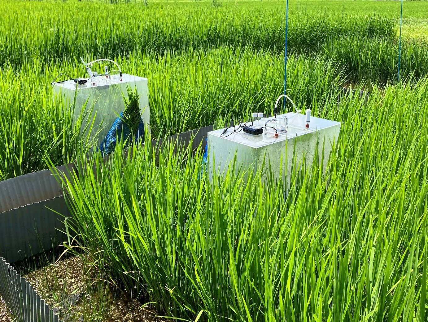 _　農業の温暖化対策に５億円　研究支援、メタン抑制バクテリア　茨城大・西澤教授ら　