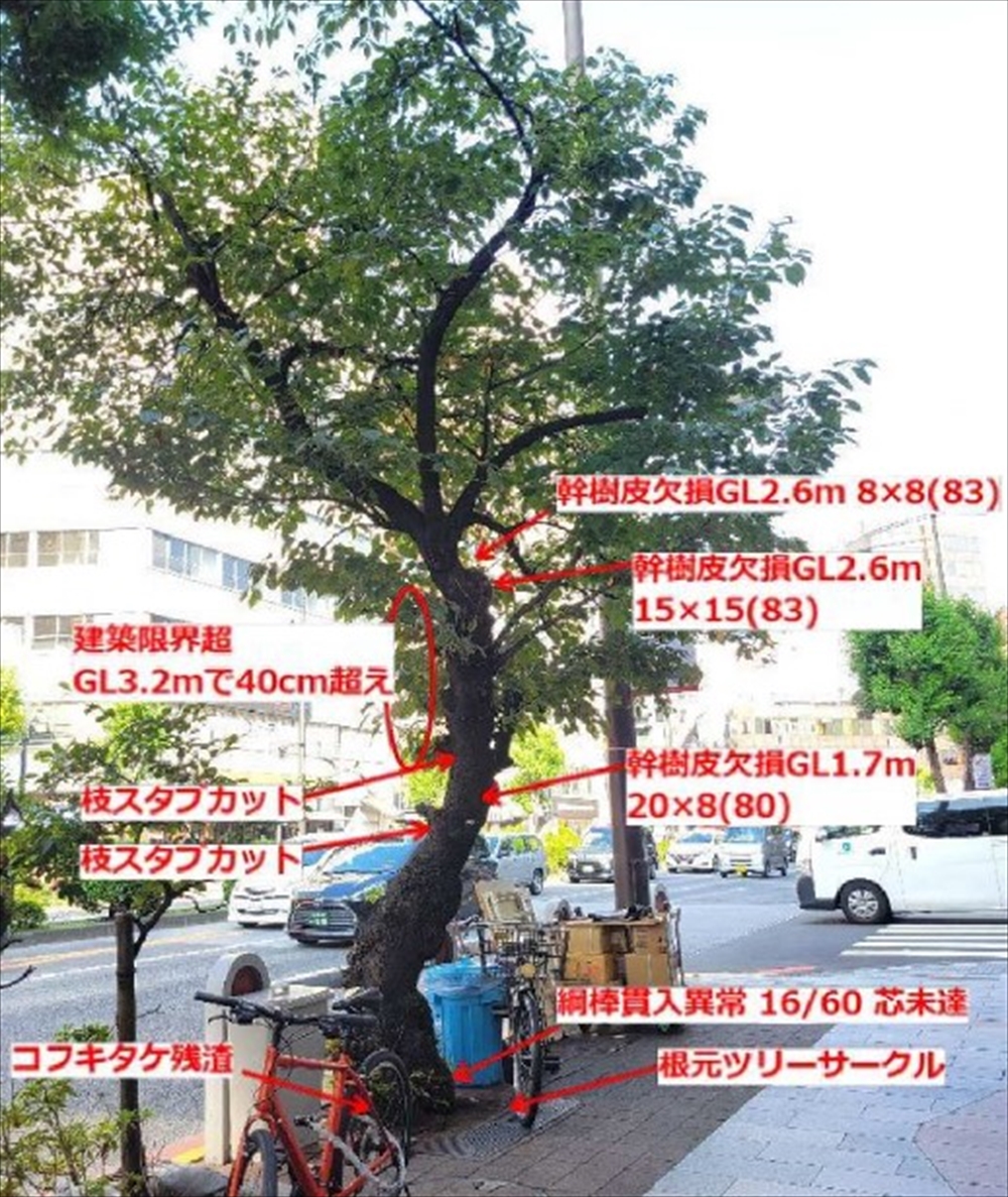街路樹ものがたり（73）　靖国通り：鎮魂の桜を伐採するの？　_神保町のヤマザクラ２０２３年10月のカルテの写真と問題点の書き込み