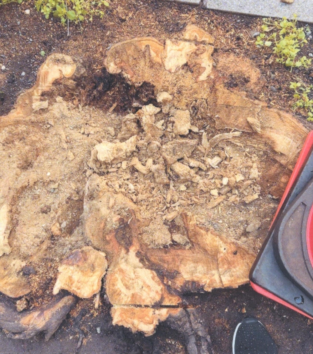 伐採後の幹の断面