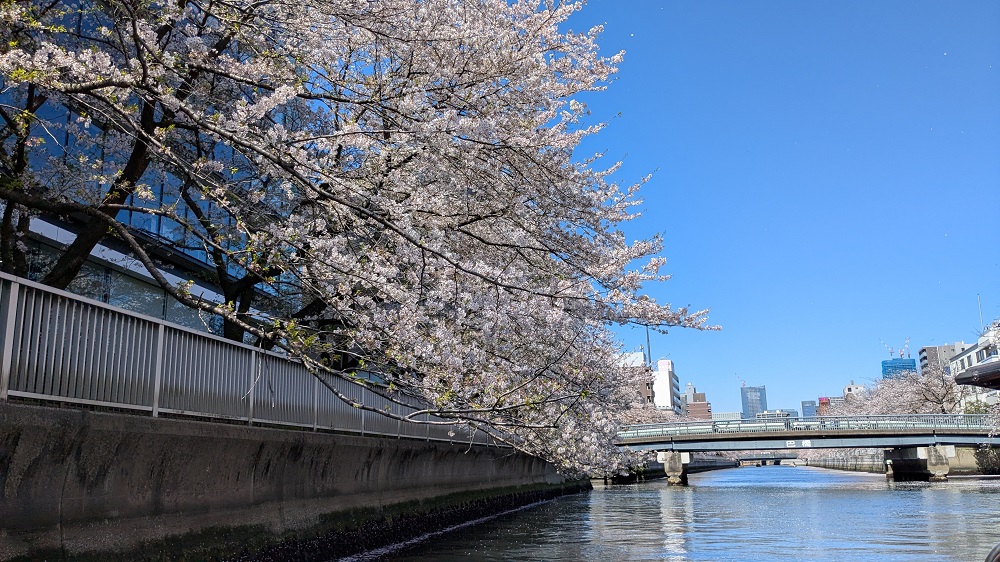 大横河の岸壁の満開の桜と、前方の巴橋。東に向かう舟から望む（２０２５年４月９日）