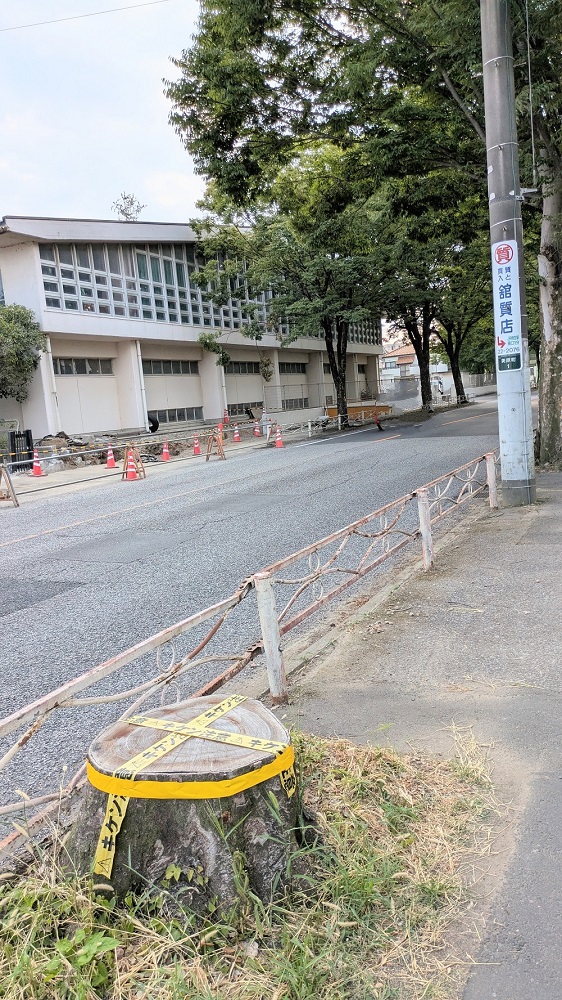 街路樹ものがたり（78）　一般社団法人 街路樹を守る会 代表（共立女子大学他非常勤講師）愛 みち子　群馬県桐生市：41℃の街の伐採_桐生高校横の市道。ケヤキの大木の街路樹が何本も伐採されていた。断面は健全