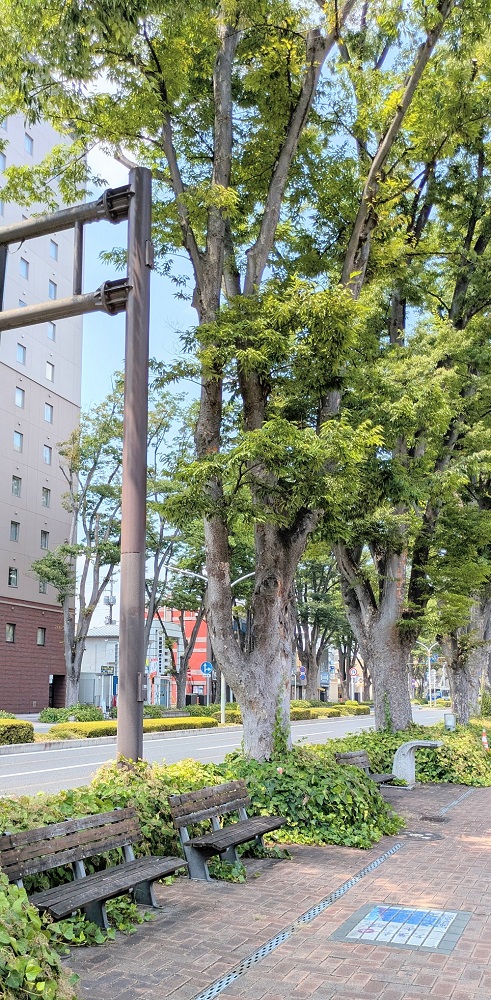 前橋駅前の県道17号のケヤキ並木