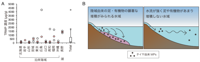 全国30地点で生物リスク確認 タイヤ由来マイクロプラの実態調査 国環研ら_