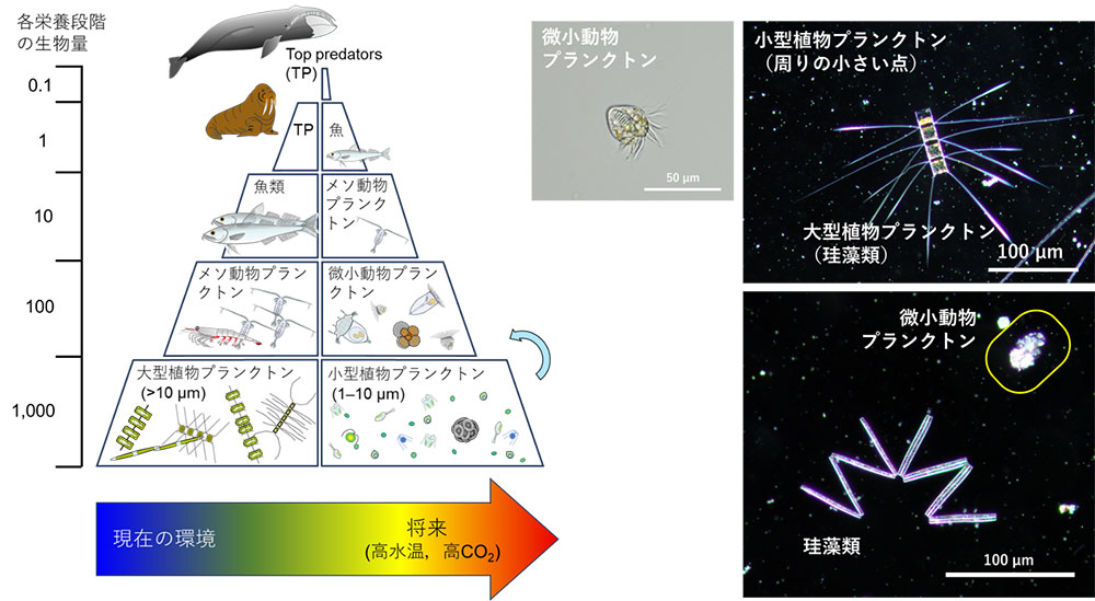 C:\Users\win74\Desktop\企画・記事関係\20250827_27★JAMSTEC北極海\250829jamstec.jpg_ プランクトン増殖、酸性化で影響 温暖化先進の北極海を調査 JAMSTEC