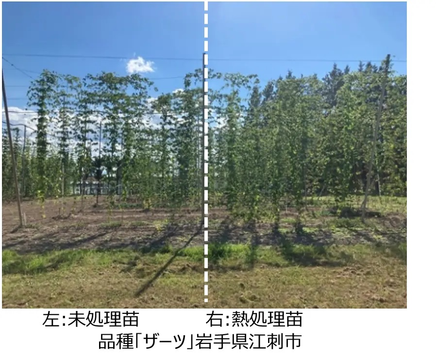 ビール生産の気候変動適応 ホップ苗に高温・乾燥耐性 キリンが技術開発_未処理苗(左)と熱処理苗(右)(品種「ザーツ」岩手県江刺市)