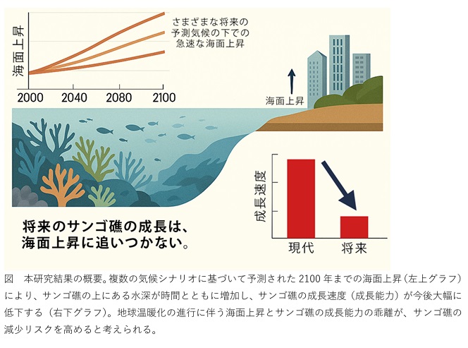 サンゴの成長低下は浸水リスク　筑波大ら研究　温暖化２℃で礁育たず_