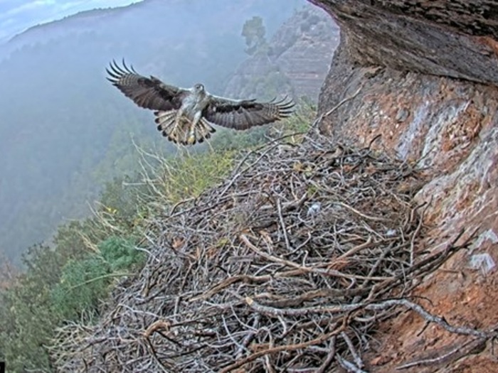 2510010305iucn