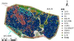 樹種分類図_ リモセンで森林資源解析 王子、ヤマハと協力 精密林業計測