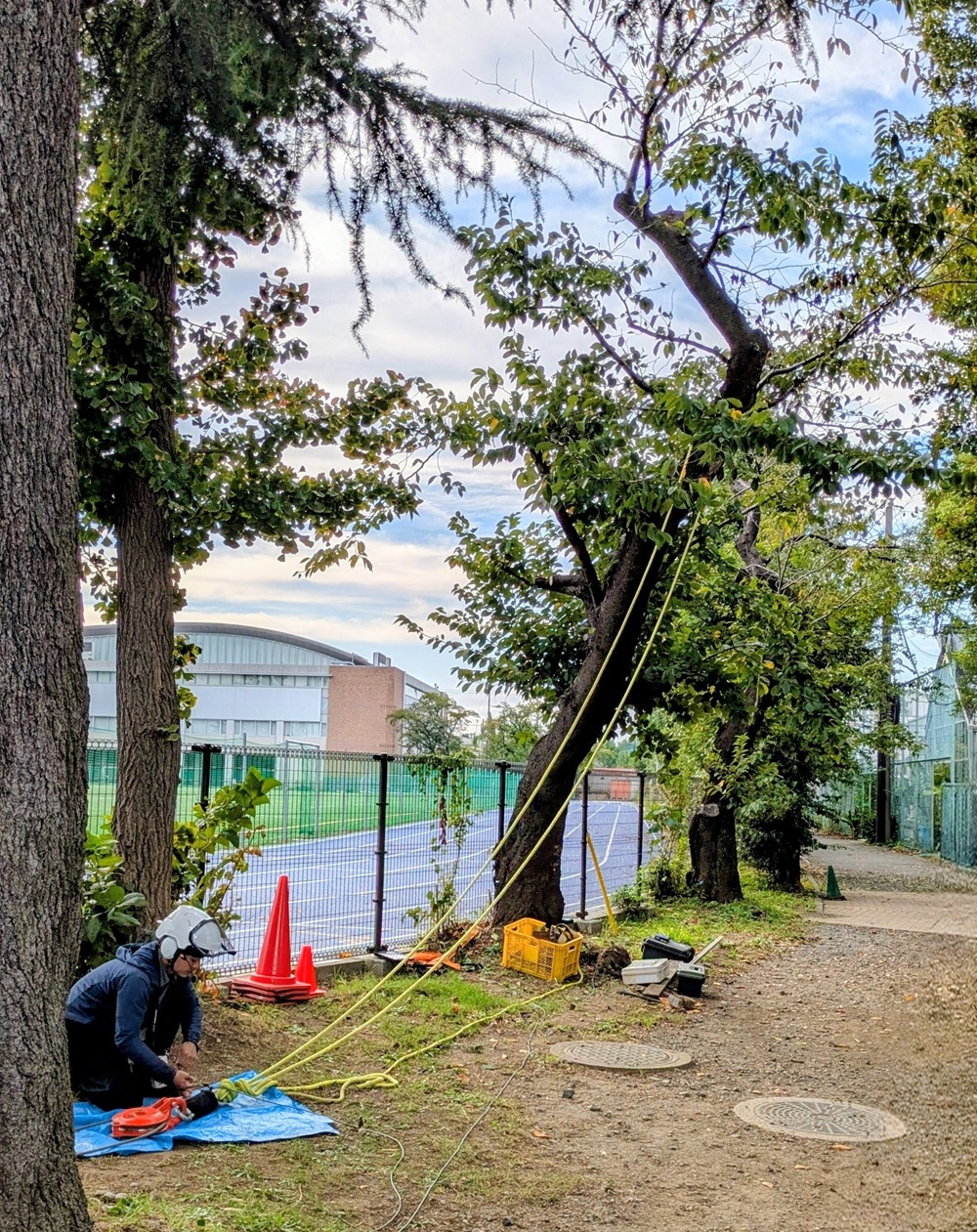 試験装置を取り付けた様子。対象木にロープを掛け、手前から引っ張る