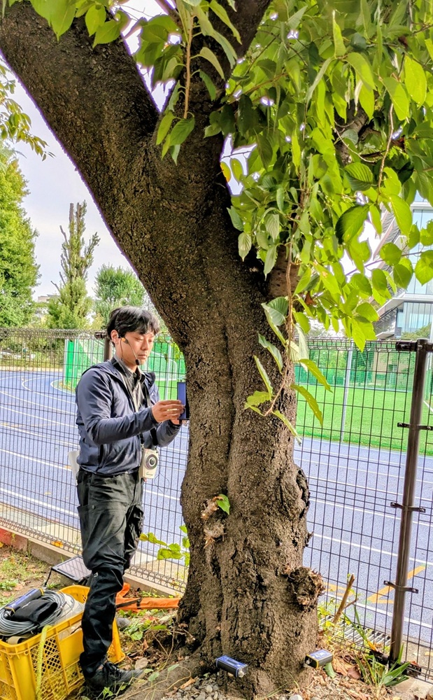 街路樹ものがたり（80）　一般社団法人 街路樹を守る会 代表〔共立女子大学他非常勤講師 博士（学術）〕愛 みち子　倒木不安から木を守る：引張り試験_引張り試験の対象木（サクラ）に小型装置を取り付ける。講師の吉岡氏