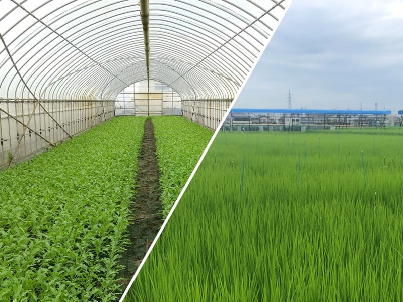 2511120304toudaidojou