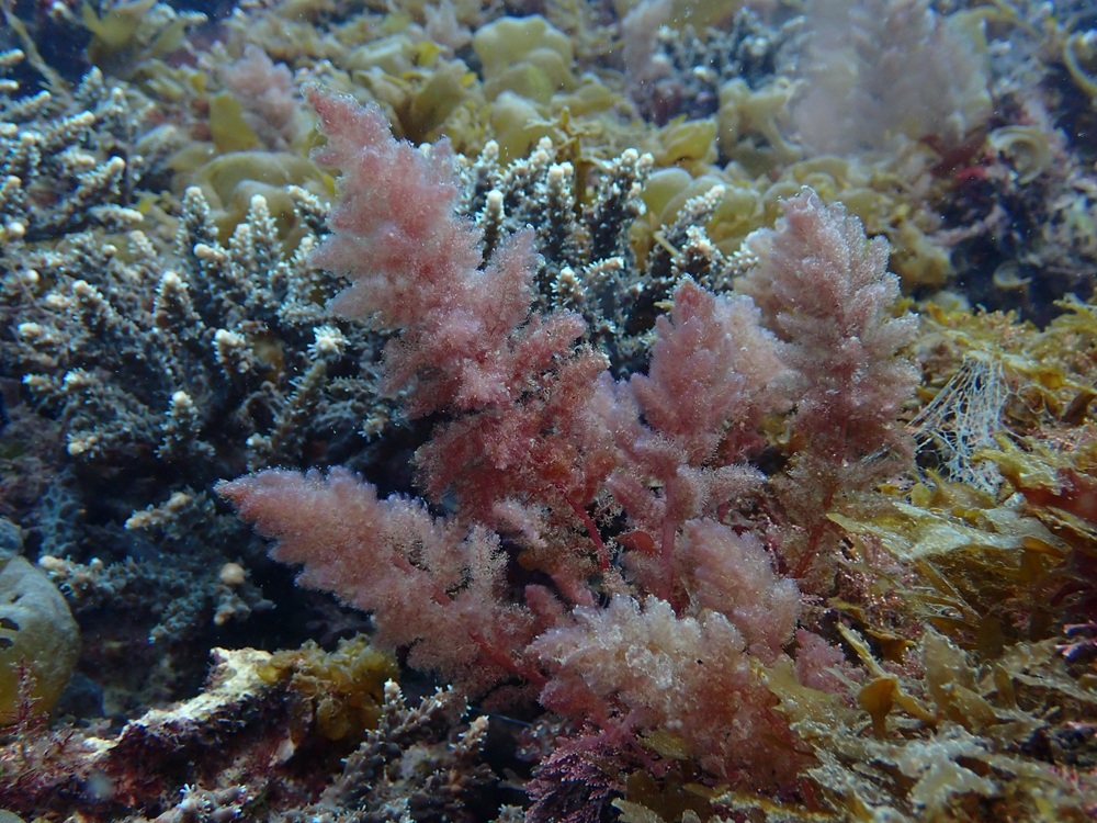 海中での自然な状態のカギケノリ